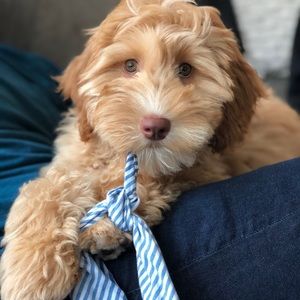 Meet your Posher, Corey